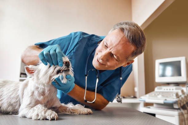 Best Emergency Dentist for Knocked-Out Tooth in Henning, TN